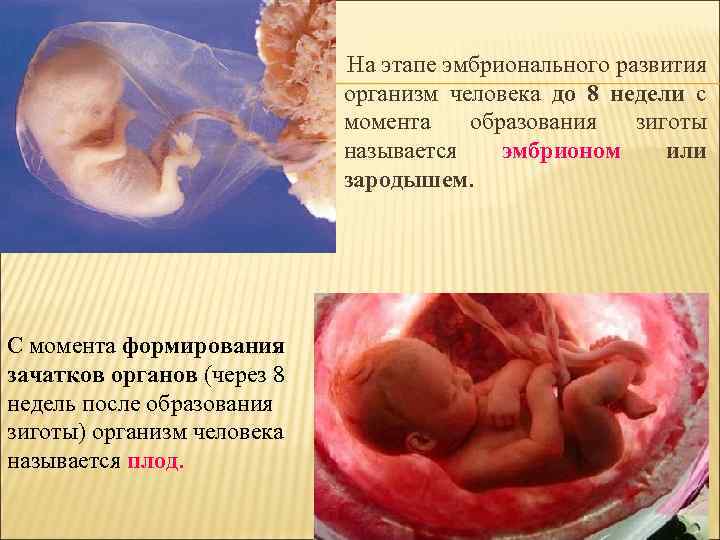  На этапе эмбрионального развития организм человека до 8 недели с момента образования зиготы