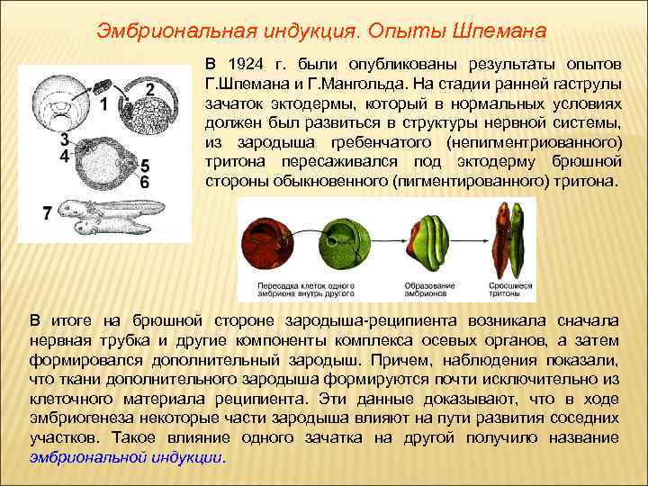 Эмбриональная индукция. Опыты Шпемана В 1924 г. были опубликованы результаты опытов Г. Шпемана и
