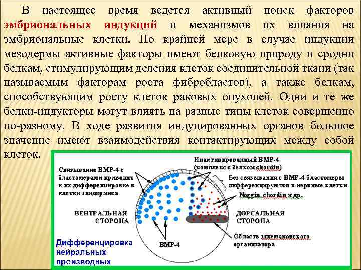 В настоящее время ведется активный поиск факторов эмбриональных индукций и механизмов их влияния на