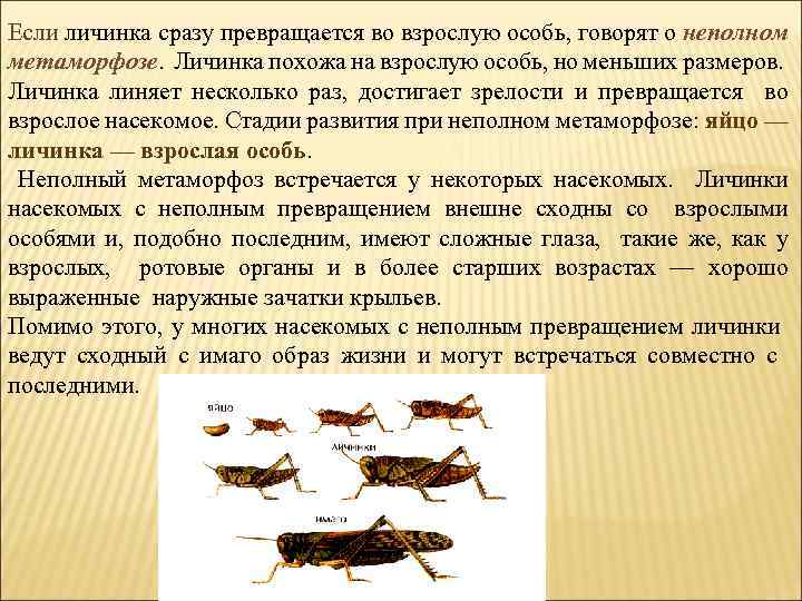 Если личинка сразу превращается во взрослую особь, говорят о неполном метаморфозе. Личинка похожа на
