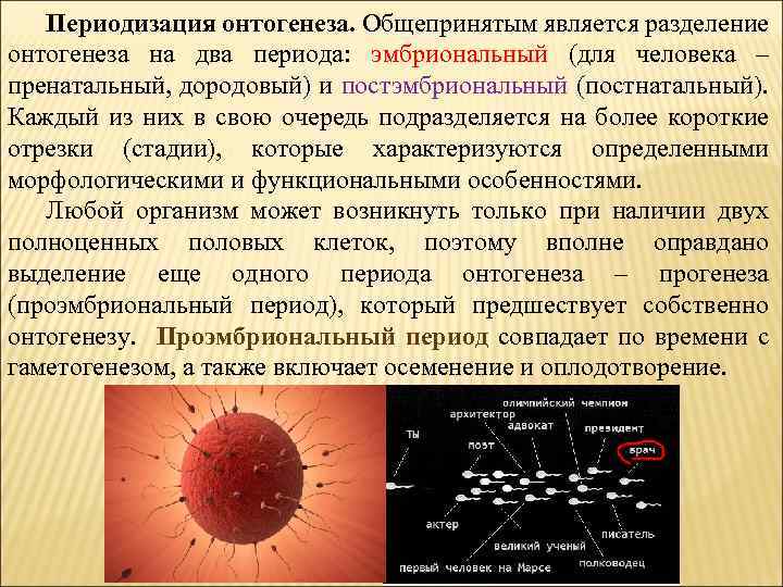 Что такое моторный онтогенез