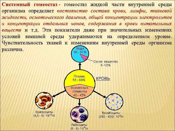 Системы обеспечивающие гомеостаз. Постоянство внутренней среды организма. Внутренняя среда организма гомеостаз. Гомеостаз схема.