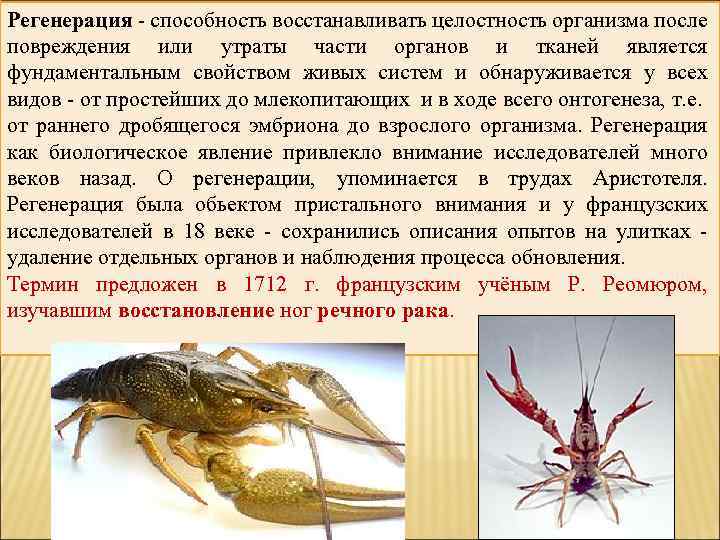  Регенерация - способность восстанавливать целостность организма после повреждения или утраты части органов и