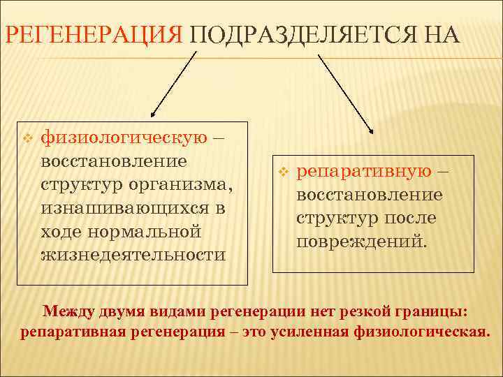 РЕГЕНЕРАЦИЯ ПОДРАЗДЕЛЯЕТСЯ НА v физиологическую – восстановление структур организма, изнашивающихся в ходе нормальной жизнедеятельности