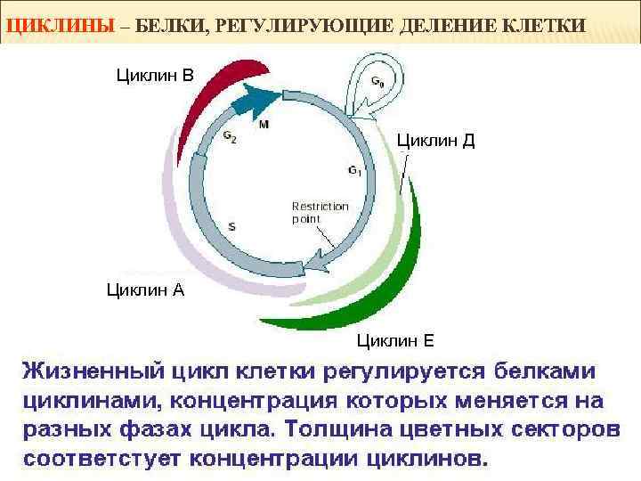 ЦИКЛИНЫ – БЕЛКИ, РЕГУЛИРУЮЩИЕ ДЕЛЕНИЕ КЛЕТКИ Циклин В Циклин Д Циклин А Циклин Е