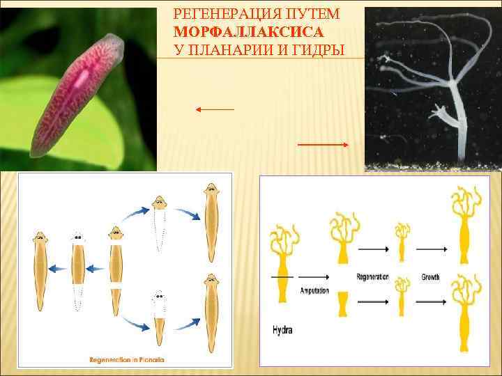 Регенерация гидры. Морфаллаксис регенерация. Фрагментация гидры. Регенерация у гидры и планарии. Регенерация путем морфолаксиса.