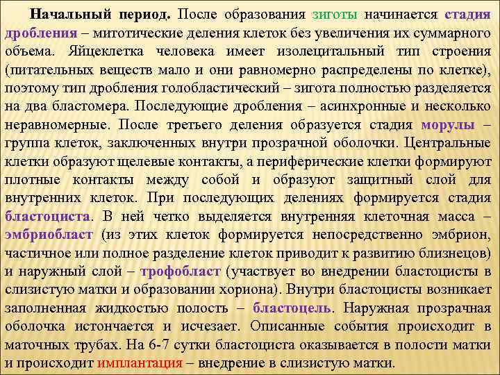 Начальный период. После образования зиготы начинается стадия дробления – митотические деления клеток без увеличения