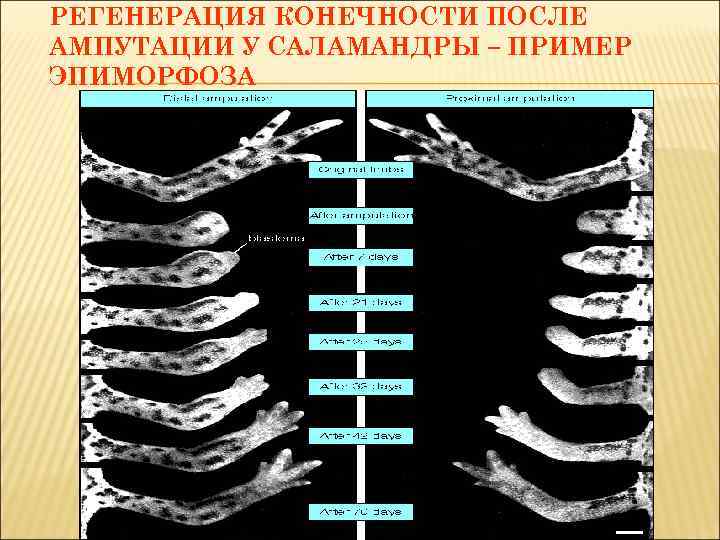 РЕГЕНЕРАЦИЯ КОНЕЧНОСТИ ПОСЛЕ АМПУТАЦИИ У САЛАМАНДРЫ – ПРИМЕР ЭПИМОРФОЗА 