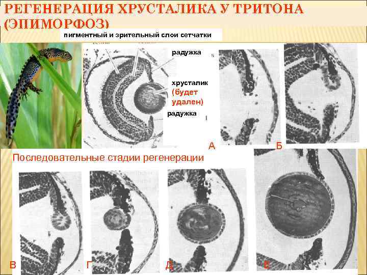 Генетический мозаицизм у человека фото