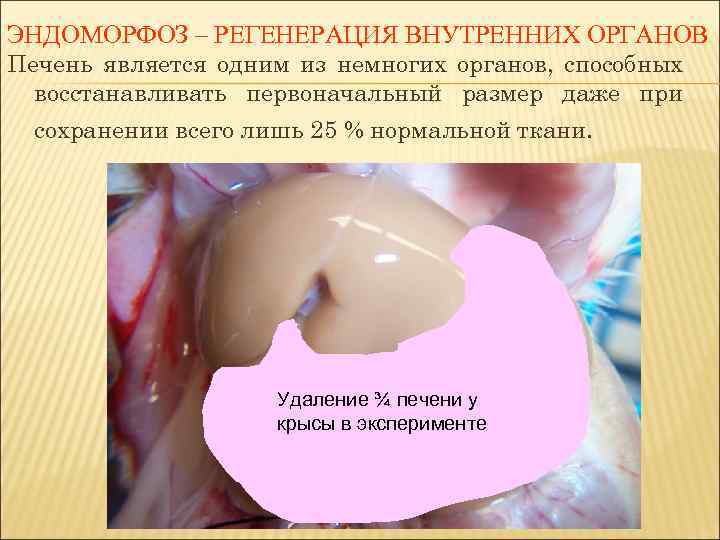 ЭНДОМОРФОЗ – РЕГЕНЕРАЦИЯ ВНУТРЕННИХ ОРГАНОВ Печень является одним из немногих органов, способных восстанавливать первоначальный