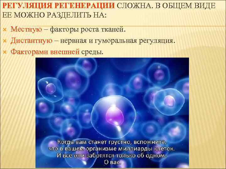 РЕГУЛЯЦИЯ РЕГЕНЕРАЦИИ СЛОЖНА. В ОБЩЕМ ВИДЕ ЕЕ МОЖНО РАЗДЕЛИТЬ НА: Местную – факторы роста