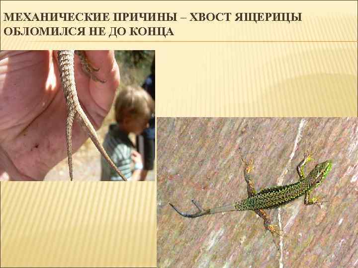 МЕХАНИЧЕСКИЕ ПРИЧИНЫ – ХВОСТ ЯЩЕРИЦЫ ОБЛОМИЛСЯ НЕ ДО КОНЦА 