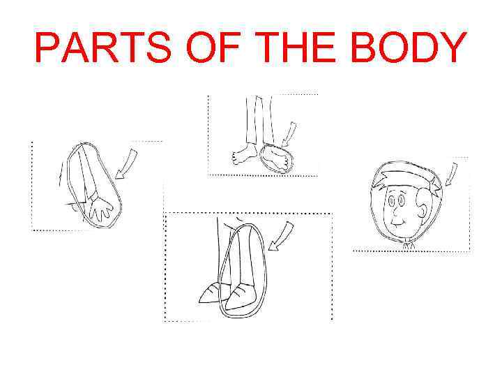 PARTS OF THE BODY 