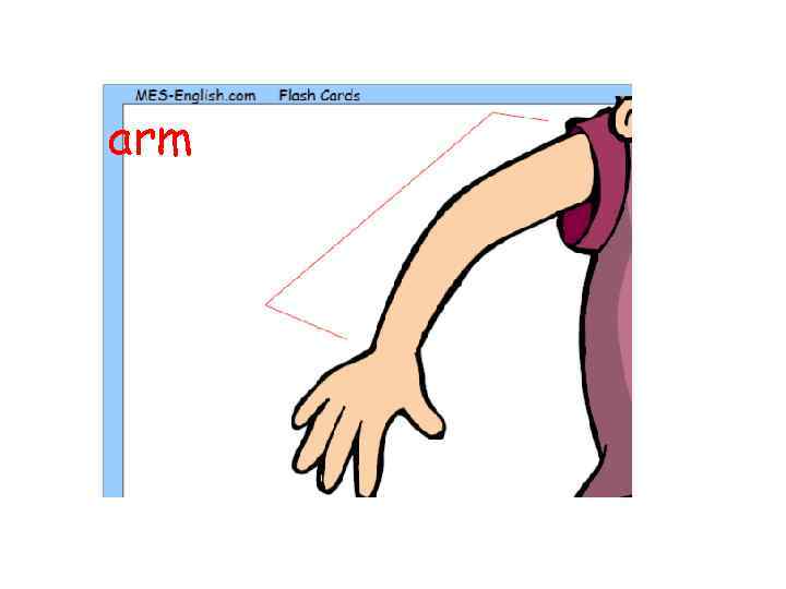 arm 