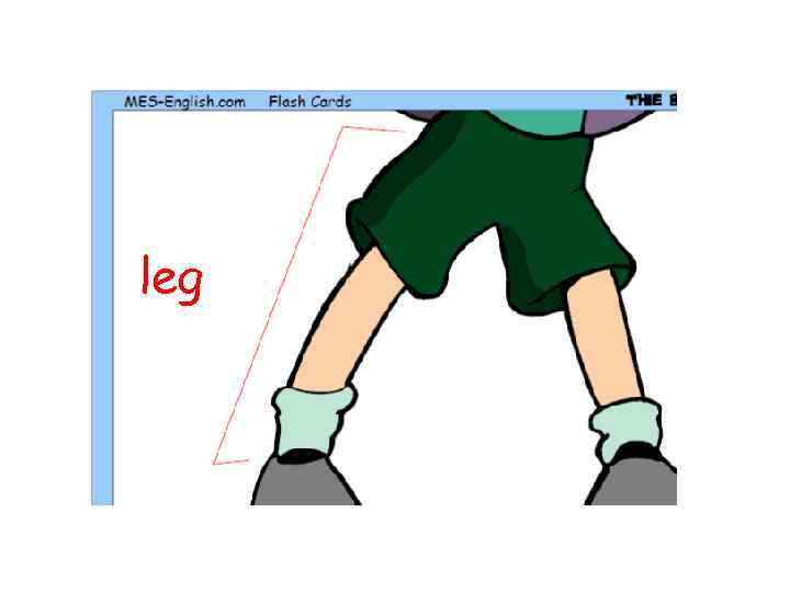 leg 