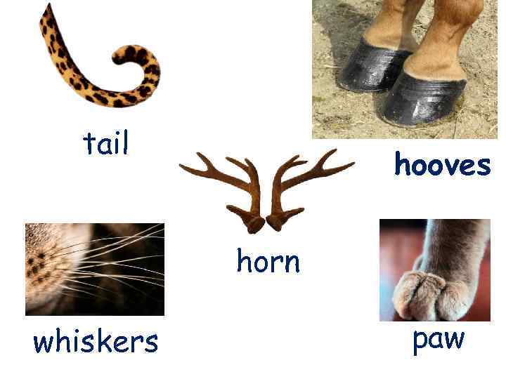 tail hooves horn whiskers paw 