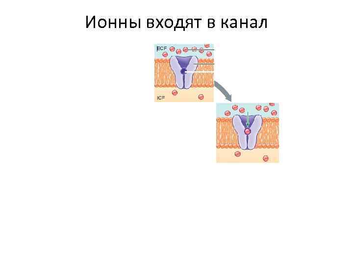 Ионны входят в канал 