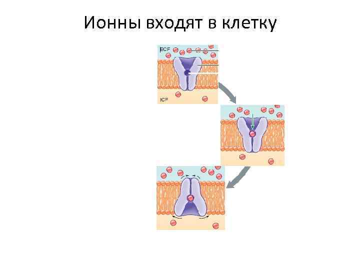 Ионны входят в клетку 