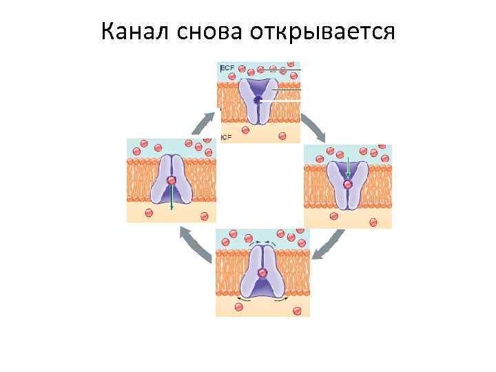 Канал снова открывается 