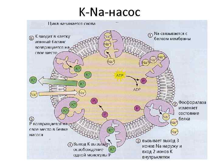 K Na насос 