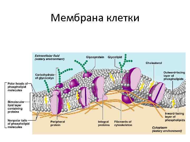 Мембрана клетки фото