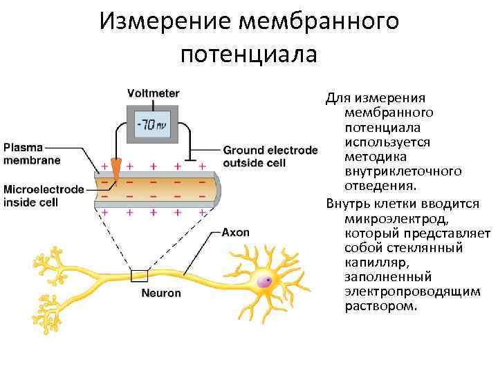 Мембранный потенциал схема