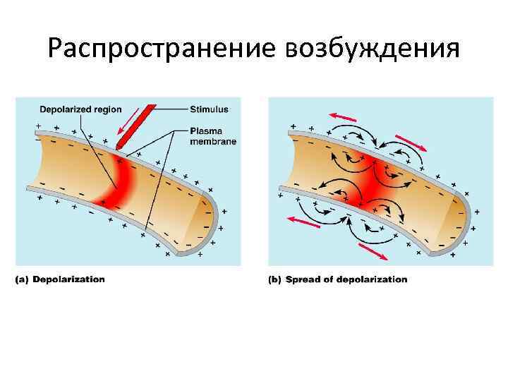 На фоне чего происходит усиление пассивно оборонительной реакции у собаки