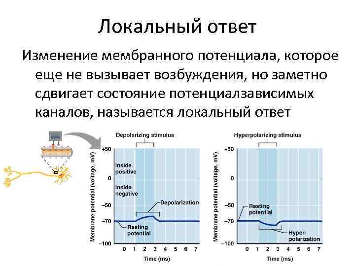 Локальный ответ Изменение мембранного потенциала, которое еще не вызывает возбуждения, но заметно сдвигает состояние