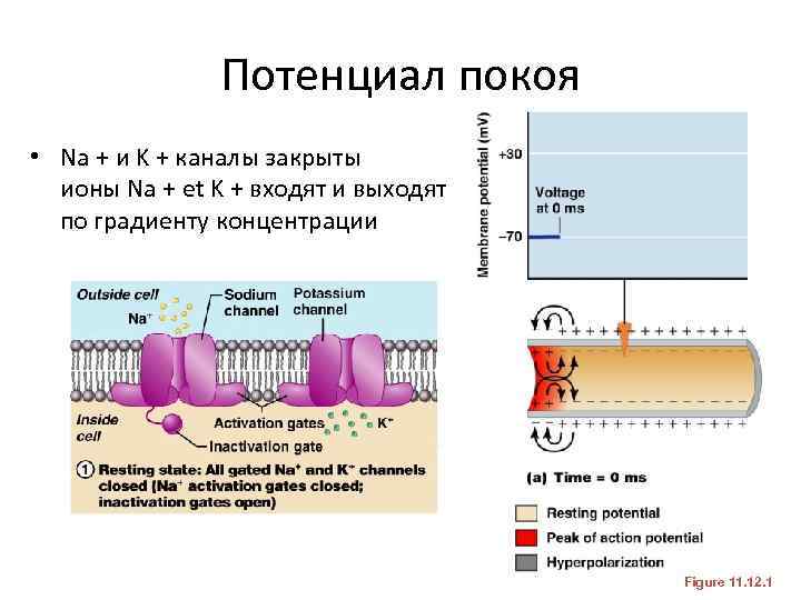 Потенциал покоя • Na + и K + каналы закрыты ионы Na + et