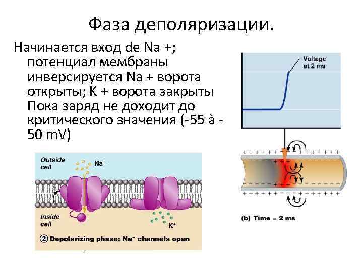 Обозначьте на рисунке фазу деполяризации