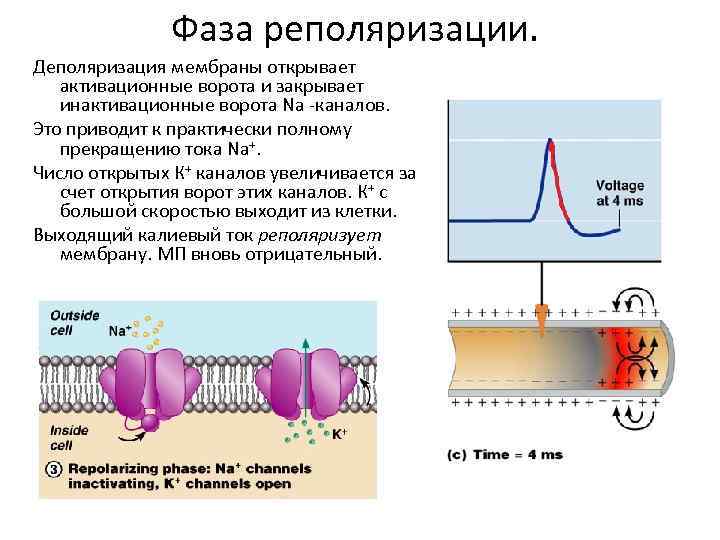 Обозначьте на рисунке фазу деполяризации