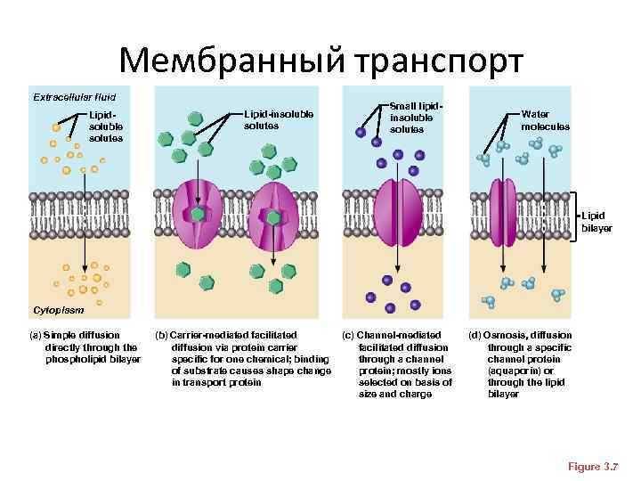 Мембранный транспорт Extracellular fluid Lipidsoluble solutes Lipid-insoluble solutes Small lipidinsoluble solutes Water molecules Lipid