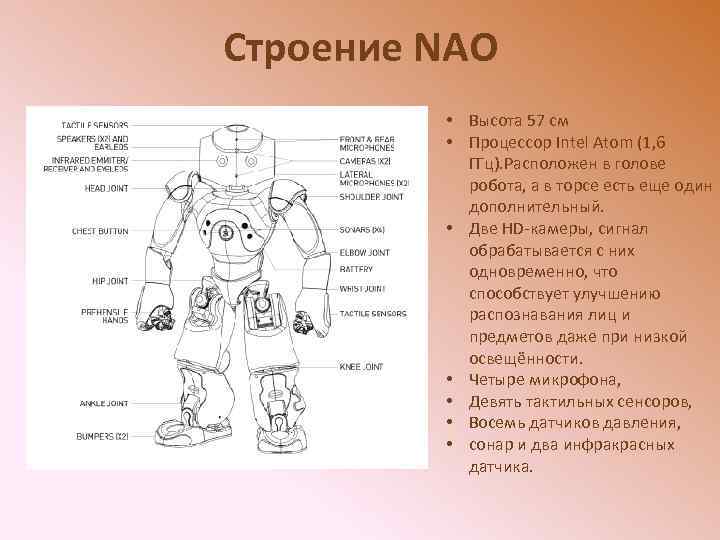 Строение NAO • Высота 57 см • Процессор Intel Atom (1, 6 ГГц). Расположен