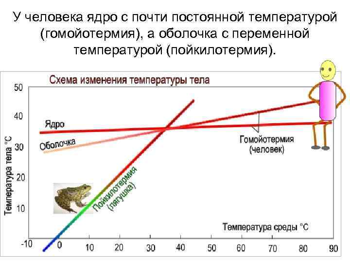 На рисунке представлено влияние температуры окружающей среды на температуру тела собаки