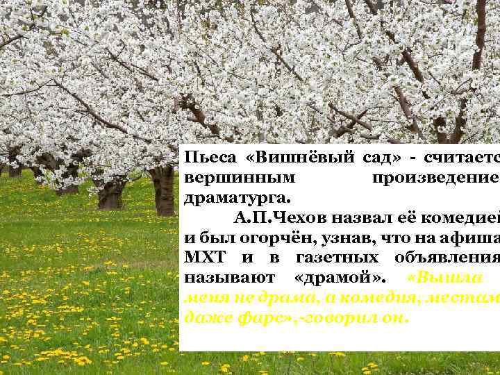 Пьеса «Вишнёвый сад» - считаетс вершинным произведением драматурга. А. П. Чехов назвал её комедией