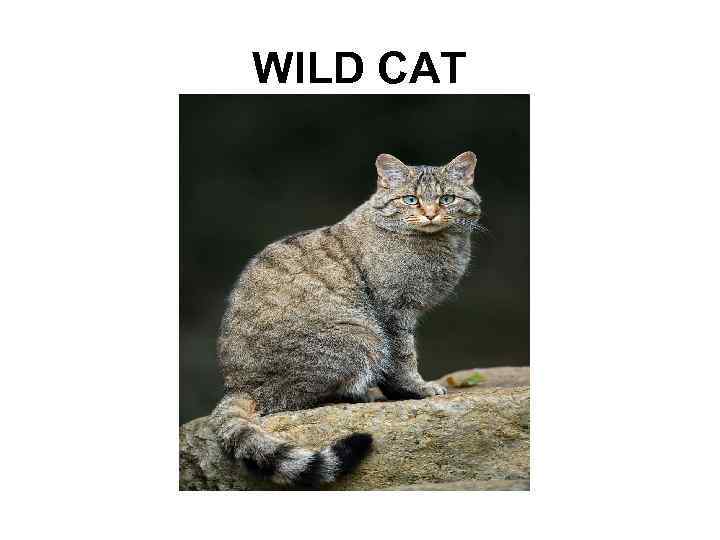 WILD CAT 