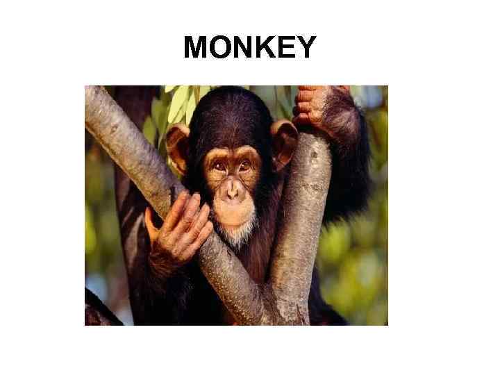 MONKEY 