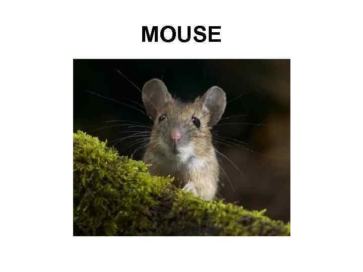 MOUSE 