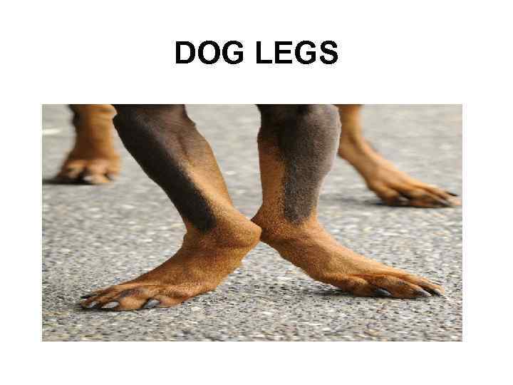 DOG LEGS 