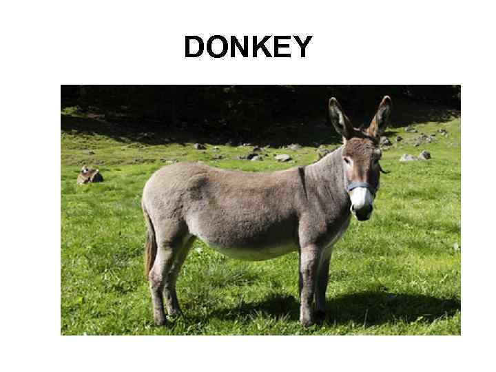 DONKEY 