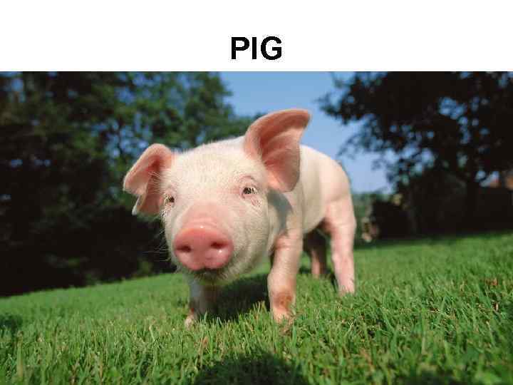 PIG 