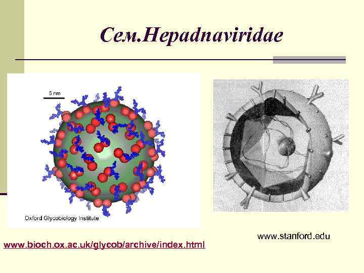 Сем. Hepadnаviridae www. bioch. ox. ac. uk/glycob/archive/index. html www. stanford. edu 