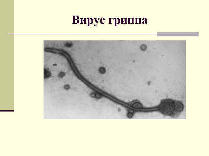 Вирус гриппа 