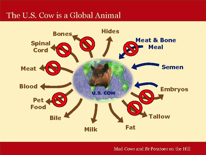 The U. S. Cow is a Global Animal Hides Bones Meat & Bone Meal
