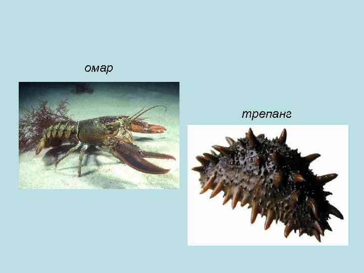 омар трепанг 