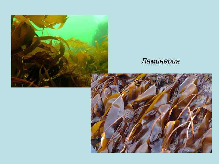 Ламинария 