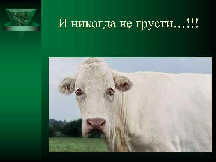 И никогда не грусти…!!! 