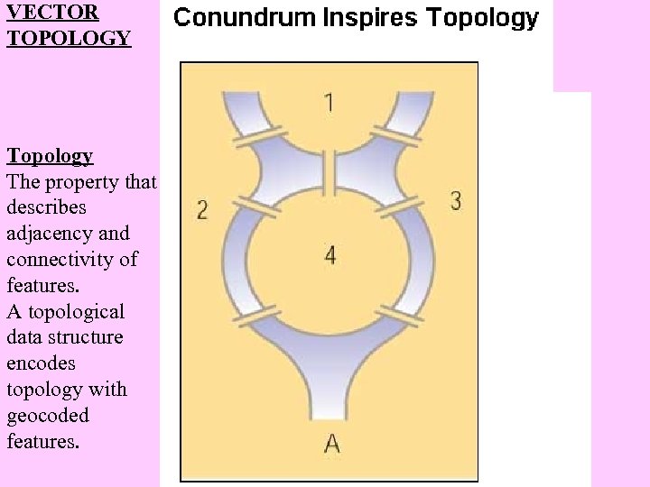 VECTOR TOPOLOGY Topology The property that describes adjacency and connectivity of features. A topological