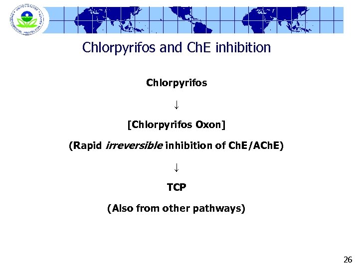 Chlorpyrifos and Ch. E inhibition Chlorpyrifos ↓ [Chlorpyrifos Oxon] (Rapid irreversible inhibition of Ch.