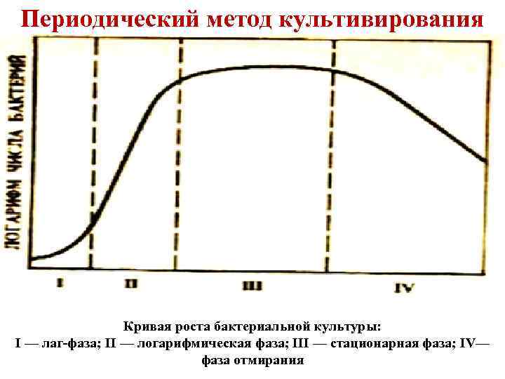 Периодический метод культивирования Кривая роста бактериальной культуры: I — лаг-фаза; II — логарифмическая фаза;